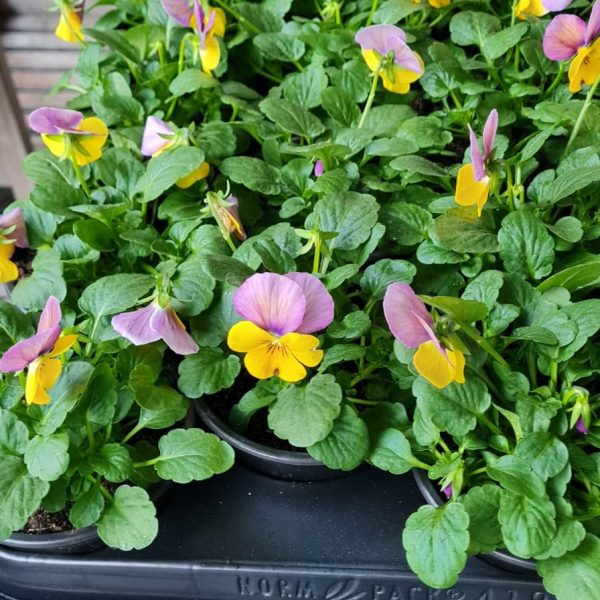 Plantes extérieures (10)