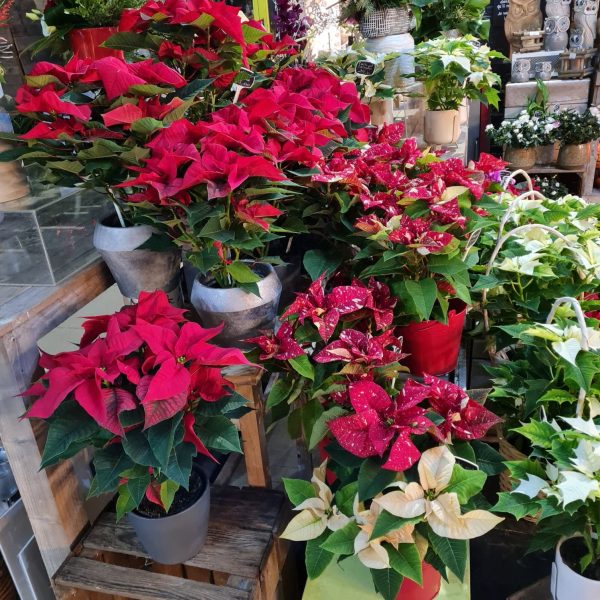 Plantes intérieures - Roses de Noël (2)